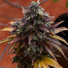 Diesel Ryder BX autoreg, Фасовка: 5